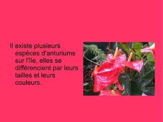 Il existe plusieurs
   espèces d'anturiums
   sur l'île, elles se
   différencient par leurs
   tailles et leurs
   couleurs.
 