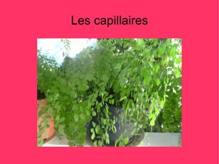 Les capillaires
 