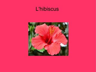 L'hibiscus
 