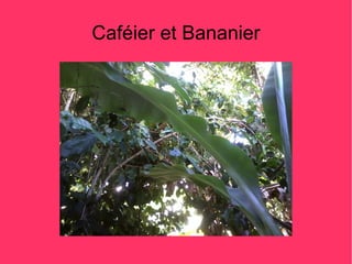 Caféier et Bananier
 