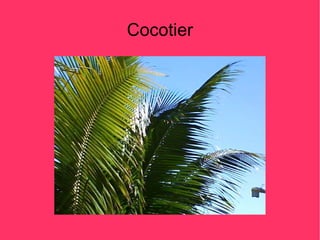 Cocotier
 
