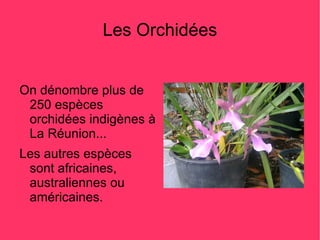 Les Orchidées


On dénombre plus de
 250 espèces
 orchidées indigènes à
 La Réunion...
Les autres espèces
 sont africaines,
 australiennes ou
 américaines.
 