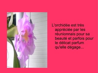 L'orchidée est très
  appréciée par les
  réunionnais pour sa
  beauté et parfois pour
  le délicat parfum
  qu'elle dégage...
 