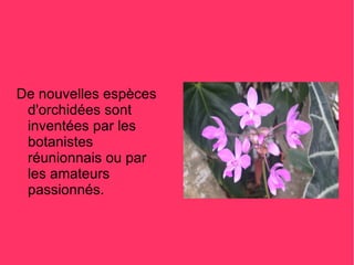De nouvelles espèces
 d'orchidées sont
 inventées par les
 botanistes
 réunionnais ou par
 les amateurs
 passionnés.
 
