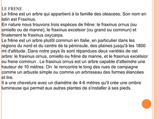 LE FRENE 
Le frêne est un arbre qui appartient à la famille des oleacees. Son nom en 
latin est Fraxinus. 
En nature nous trouvons trois espèces de frêne: le fraxinus ornus (ou 
orniello ou de manne), le fraxinus excelsior (ou grand ou commun) et 
finalement le fraxinus oxycarpa. 
Le frêne est un arbre plutôt commun en Italie, en particulier dans les 
régions du nord et du centre de la péninsule, des plaines jusqu'à les 1800 
mt d'altitude. Dans notre pays ils sont répandues deux variétés de cet 
arbre: le fraxinus ornus, orniello ou frêne de manne, et le fraxinus excelsior 
ou frene commun . Le fraxinus ornus est un arbre capable d'atteindre une 
hauteur de 10 mètres. On le rencontre le long des rues de campagne 
comme un arbuste simple ou comme un arbrisseau des formes élancées 
et lire. 
Il a une chevelure avec un diamètre de 4-6 mètres qu'il crée une ombre 
lumineuse qui permet aux autres plantes de s'installer à ses pieds. 
 