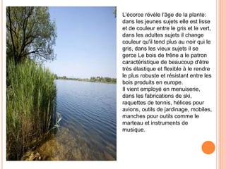 L'écorce révèle l'âge de la plante: 
dans les jeunes sujets elle est lisse 
et de couleur entre le gris et le vert, 
dans les adultes sujets il change 
couleur qu'il tend plus au noir qui le 
gris, dans les vieux sujets il se 
gerce Le bois de frêne a le patron 
caractéristique de beaucoup d'être 
très élastique et flexible à le rendre 
le plus robuste et résistant entre les 
bois produits en europe. 
Il vient employé en menuiserie, 
dans les fabrications de ski, 
raquettes de tennis, hélices pour 
avions, outils de jardinage, mobiles, 
manches pour outils comme le 
marteau et instruments de 
musique. 
 
