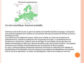 Distribution géographique: 
Un nom scientifique: Anemone pulsatilla 
Anémone (vent de fleurs) est un genre de plantes de la famille des Ranunculaceae, comprenant 
une centaine d'espèces dont certaines en provenance d'Europe et d'autres de l'Afrique du Sud ou 
l'Amérique du Sud. 
Les anémones sont faiblement toxique, même pour le bétail, en raison de la présence de 
protoanemonina, substance irritante pour les muqueuses et la peau. Le protoanemonina se 
transforme en anemonina, inoffensif, avec le séchage. Ils sont utilisés comme des fleurs de 
plantes ornementales au début pour décorer les jardins avec des bordures de fleurs. Les espèces 
à rhizomes sont cultivées commercialement pour la production de fleurs coupées. 
En outre, certaines espèces d'anémones (Anemone nemorosa en particulier) sont utilisées en 
phytothérapie et l'homéopathie. Dans les anémones de médecine homéopathique sont indiqués 
dans le cas de la dépression, la cystite, troublesdigestifs, l'otite et les troubles du sommeil . 
 