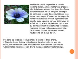 Feuilles de plomb dispersées et parfois 
(comme dans Anemone nemorosa) bractées 
très divisés au-dessous des fleurs. Les fleurs 
sont constituées par un périgone formé par 
de nombreux tépales de couleur (blanc, rose, 
jaune, bleu, rouge). L'ovaire est formé par de 
nombreux carpelles avec un agencement en 
spirale; avoir un grand nombre d'étamines et 
le fruit est un akène. Ils prennent racine plus 
ou moins gonflé et chez certaines espèces à 
rhizomes, comme nell'Anemone coronaire. 
Ce sont des plantes herbacées, vivaces, 
haute de 15 cm à plus de 1m. 
Il vit dans les forêts de feuillus (chêne à chêne et dinde chêne, 
châtaignier, hêtre, épicéa) et également dans les forêts de pins (de 
sapin), sur des sols de base à modérément acide et avec des valeurs 
nutritionnelles moyennes, bien drainé mais pas sécher trop longtemps. 
 