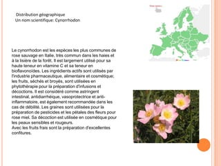 Distribution géographique 
Un nom scientifique: Cynorrhodon 
Le cynorrhodon est les espèces les plus communes de 
rose sauvage en Italie, très commun dans les haies et 
à la lisière de la forêt. Il est largement utilisé pour sa 
haute teneur en vitamine C et sa teneur en 
bioflavonoïdes. Les ingrédients actifs sont utilisés par 
l'industrie pharmaceutique, alimentaire et cosmétique; 
les fruits, séchés et broyés, sont utilisées en 
phytothérapie pour la préparation d'infusions et 
décoctions. Il est considéré comme astringent 
intestinal, antidiarrhéique, vasoprotectrice et anti-inflammatoire, 
est également recommandée dans les 
cas de débilité. Les graines sont utilisées pour la 
préparation de pesticides et les pétales des fleurs pour 
rose miel. Sa décoction est utilisée en cosmétique pour 
les peaux sensibles et rougeurs. 
Avec les fruits frais sont la préparation d'excellentes 
confitures. 
 