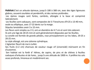 Habitat:C’est un arbuste épineux, jusqu'à 100 à 300 cm, avec des tiges ligneuses 
glabres, souvent courbées et pendentifs, et des racines profondes. 
Les épines rouges sont fortes, cambrés, allongée à la base et comprimé 
latéralement. 
Les feuilles sont caduques, sont composées de 5-7 brochures d'9-25 x 13-40 mm, 
ovale ou elliptique, avec 17-22 dents sur la marge. 
Stipules lancéolées avoir 3 x 15 mm. 
Les fleurs sont simples ou 2-3, ont un diamètre de 4-7 cm et sont très odorant. 
Ils ont une tige de 20-25 mm et sont généralement dépassées par les feuilles. 
La corolle est formée de grands pétales, rose principalement sur les lobes, 19-25 x 
20-25 mm. 
Le style allongé, est une colonne cylindrique. 
L'églantier fleurit de mai à Juillet. 
Ses fruits (1-2 cm) charnues de couleur rouge vif (cinorroidi) mûrissent en fin 
d'automne. 
Son habitat est la forêt d’ hêtres, de sapins, de pins et de chênes à feuilles 
caduques d’arbustes et de haies, jusqu'à une altitude de 1900 m. Il préfère les sols 
assez profonds, limoneux et modérément sec. 
