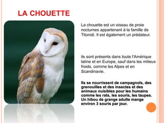 LA CHOUETTE 
La chouette est un oiseau de proie 
nocturnes appartenant à la famille de 
Titonidi. Il est également un prédateur. 
ils sont présents dans toute l'Amérique 
latine et en Europe, sauf dans les milieux 
froids, comme les Alpes et en 
Scandinavie. 
Ils se nourrissent de campagnols, des 
grenouilles et des insectes et des 
animaux nuisibles pour les humains 
comme les rats, les souris, les taupes. 
Un hibou de grange adulte mange 
environ 3 souris par jour. 
 