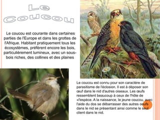 Le coucou est courante dans certaines 
parties de l'Europe et dans les grottes de 
l'Afrique. Habitant pratiquement tous les 
écosystèmes, préfèrent encore les bois, 
particulièrement lumineux, avec un sous-bois 
riches, des collines et des plaines 
Le coucou est connu pour son caractère de 
parasitisme de l'éclosion. Il est à déposer son 
oeuf dans le nid d'autres oiseaux. Les oeufs 
ressemblent beaucoup à ceux de l'hôte de 
«l'espèce. A la naissance, le jeune coucou, avec 
l'aide du dos se débarrasser des autres oeufs 
dans le nid se présentant ainsi comme le seul 
client dans le nid. 
 