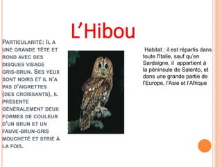 PARTICULARITÉ: IL A 
UNE GRANDE TÊTE ET 
ROND AVEC DES 
DISQUES VISAGE 
GRIS-BRUN. SES YEUX 
SONT NOIRS ET IL N'A 
PAS D'AIGRETTES 
(DES CROISSANTS), IL 
PRÉSENTE 
GÉNÉRALEMENT DEUX 
FORMES DE COULEUR 
D'UN BRUN ET UN 
FAUVE-BRUN-GRIS 
MOUCHETÉ ET STRIÉ À 
LA FOIS. 
L’Hibou 
Habitat : il est répartis dans 
toute l'Italie, sauf qu’en 
Sardaigne, il appartient à 
la péninsule de Salento, et 
dans une grande partie de 
l'Europe, l'Asie et l'Afrique 
 
