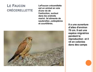 LE FAUCON 
CRÉCERELLETTE 
LeFaucon crécerellette 
est un animal en voie 
d'une vie de 
l'extinction, surtout 
dans les endroits 
marini. ils’alimente de 
sauterelles ,coléoptères 
et courtilières. Il a une ouverture 
d’ailes d'environ 
70 cm. Il est une 
espèce migratrice 
pendant la 
réproduction et il 
vit en colonies 
dans des camps 
 
