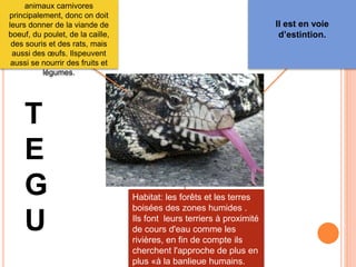 Alimentation: ce sont des 
animaux carnivores 
principalement, donc on doit 
leurs donner de la viande de 
boeuf, du poulet, de la caille, 
des souris et des rats, mais 
aussi des oeufs. Ilspeuvent 
aussi se nourrir des fruits et 
légumes. 
Il est en voie 
d’estintion. 
Habitat: les forêts et les terres 
boisées des zones humides . 
Ils font leurs terriers à proximité 
de cours d'eau comme les 
rivières, en fin de compte ils 
cherchent l'approche de plus en 
plus «à la banlieue humains. 
T 
E 
G 
U 
 