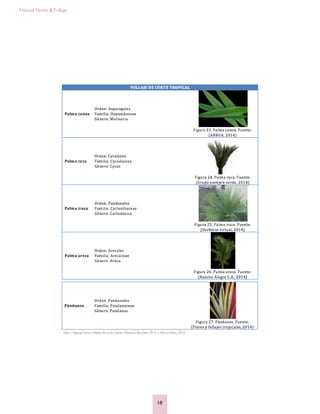Manual: Flores & Follaje
18
Tabla 1.Algunas flores y follajes de corte Fuente: (Marentes Barrantes, 2013) y (Rocha Nieto, 2010).
 