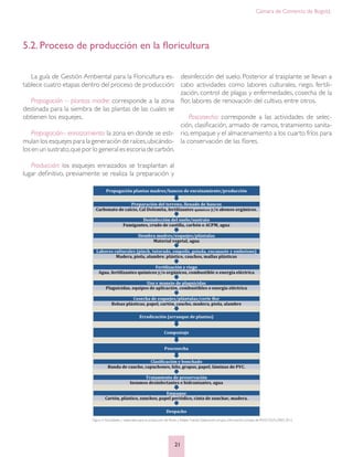 Cámara de Comercio de Bogotá
21
La guía de Gestión Ambiental para la Floricultura es-
tablece cuatro etapas dentro del proceso de producción:
Propagación – plantas madre: corresponde a la zona
destinada para la siembra de las plantas de las cuales se
obtienen los esquejes.
Propagación– enraizamiento: la zona en donde se esti-
mulan los esquejes para la generación de raíces,ubicándo-
los en un sustrato,que por lo general es escoria de carbón.
Producción: los esquejes enraizados se trasplantan al
lugar definitivo, previamente se realiza la preparación y
5.2. Proceso de producción en la floricultura
desinfección del suelo. Posterior al trasplante se llevan a
cabo actividades como labores culturales, riego, fertili-
zación, control de plagas y enfermedades, cosecha de la
flor, labores de renovación del cultivo, entre otros.
Poscosecha: corresponde a las actividades de selec-
ción, clasificación, armado de ramos, tratamiento sanita-
rio,empaque y el almacenamiento a los cuarto fríos para
la conservación de las flores.
Figura 4.Actividades y materiales para la producción de flores y follajes Fuente: Elaboración propia, información tomada de ASOCOLFLORES 2012.
 