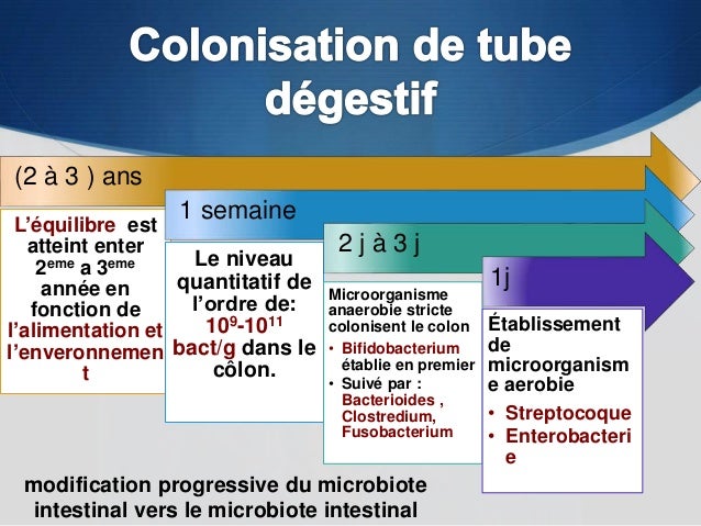 t bact of composition intestinale Flore