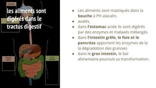 les aliments sont
digérés dans le
tractus digestif
● Les aliments sont mastiqués dans la
bouche à PH alacalin,
● avalés,
● dans l’estomac acide ils sont digérés
par des enzymes et malaxés mélangés
● dans l’intestin grêle, le foie et le
pancréas apportent les enzymes de la
la dégradation des graisses
● dans le gros intestin, le bol
alimentaire poursuit sa transformation.
 