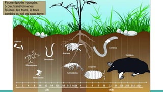 Faune épigée hypogée,
broie, transforme les
feuilles, les fruits, le bois
tombés au sol ou sous terre
 