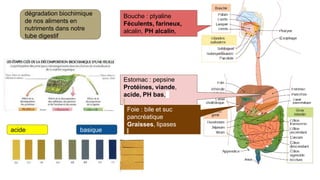 Bouche : ptyaline
Féculents, farineux,
alcalin, PH alcalin,
Estomac : pepsine
Protéines, viande,
acide, PH bas,
Foie : bile et suc
pancréatique
Graisses, lipases
dégradation biochimique
de nos aliments en
nutriments dans notre
tube digestif
acide basique
 
