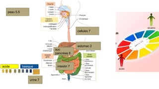 peau 5.5
cellules 7
estomac 2
intestin 7
suc
pancréas 8
urine 7
acide basique
 