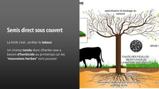 Semis direct sous couvert
La forêt c’est : arrêter le labour
Un champ tondu donc d’herbe rase a
besoin d’herbicide au printemps car les
“mauvaises herbes” vont pousser
 