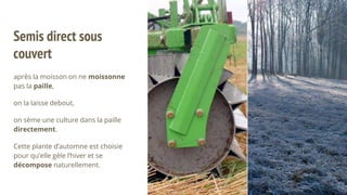 Semis direct sous
couvert
après la moisson on ne moissonne
pas la paille,
on la laisse debout,
on sème une culture dans la paille
directement.
Cette plante d’automne est choisie
pour qu’elle gèle l’hiver et se
décompose naturellement.
 