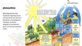 photosynthèse
décompositions des
matières organiques du
sol si la terre est riche en
bactéries, champignons,
insectes, animaux
adaptés à ses besoins
pour un humus vivant et
riche.
 