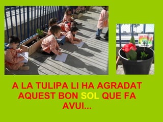 A LA TULIPA LI HA AGRADAT AQUEST BON  SOL  QUE FA AVUI... 