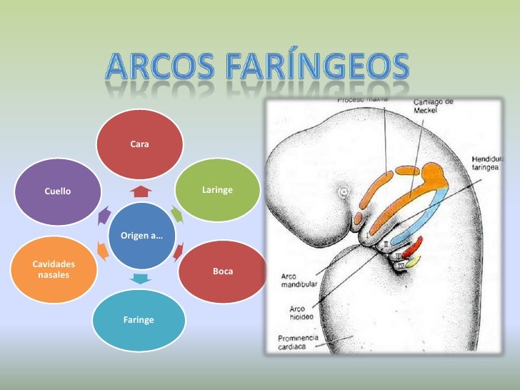 Embriología de cabeza y cuello FonoUNC
