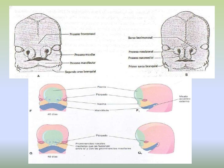Embriología de cabeza y cuello FonoUNC