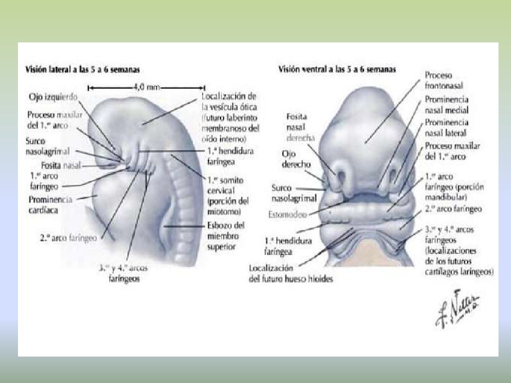 Embriología de cabeza y cuello FonoUNC