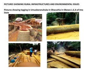 PICTURES SHOWING RURAL INFRASTRUCTURES AND ENVIRONMENTAL ISSUES
Pictures showing logging in Umuokoronuhuka in Okwuohia in Obowo L.G.A of Imo
State
 
