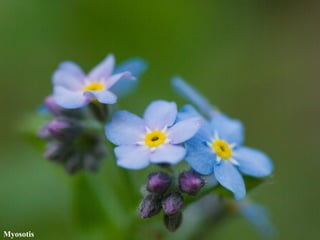 Myosotis 