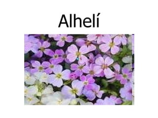 Alhelí 