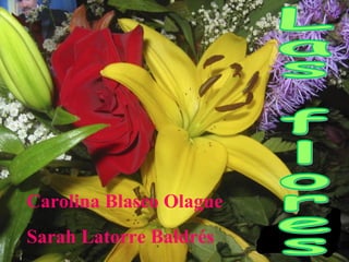 Carolina Blasco Olague Sarah Latorre Baldrés Las flores 