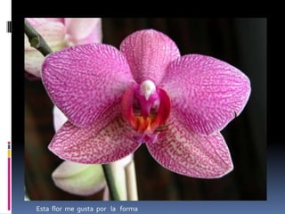 Esta  flor   me  gusta  el color