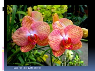 La flor me gusta  para  la  boda