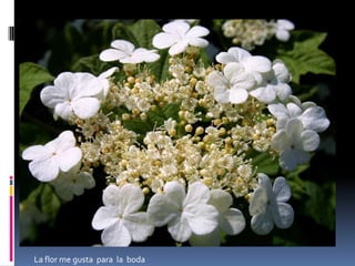 Esta  flor  me  gusta  mucho por la forma bonita y el color rosada