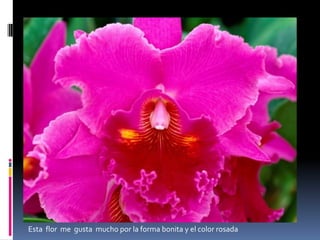 Esta flor me gusta por el amarillo  que me gusta mucho