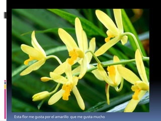  me gusta la  flor el  rojo y el  amarillo