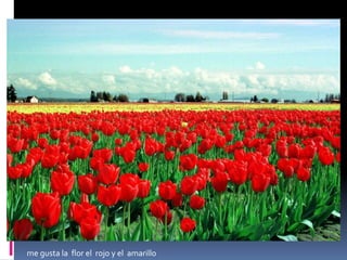   me gusta el flor bien   rosado bonita   