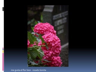 Esta  flor  es  de  color   verde