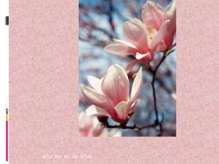     esta  flor  esde  árbol