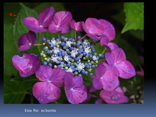 Esta  flor   es bonita-Esta    flor   es  color   azul    y   me  gusta  