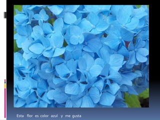 Esta  flor  es  bonita