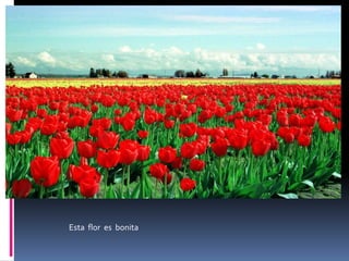 Esta  flor  me gusta  por  su color