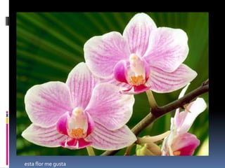 Esta  flor  me  gusta  por   la   forma