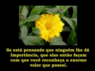 Se está pensando que ninguém lhe dá  Importância, que elas então façam com que você reconheça o enorme valor que possuí. 